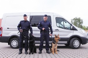 Dwóch policjantów w mundurach stoi ze swoim psami służbowymi na smyczy na tle srebrengo forda transita.