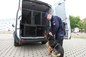 Umundurowany policjant trzyma na smyczy sojego psa, który szykuje się do skoku do klatki w aucie dostawczym, służącej do przewozu psów.