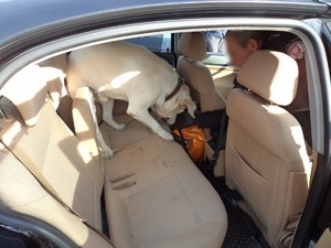 pies rasy labrador we wnętrzu samochodu poszukuje ukrytych narkotyków