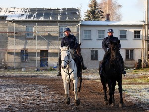 konie policyjne wraz z jeźdźcami w trakcie cotygodniowego szkolenia ujeżdżeniowego
