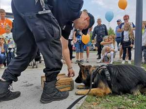 Zdjęcia archiwalne ze służby emerytowanego już psa policyjnego owczarka niemieckiego o imieniu Ares.
