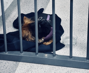 uratowany pies z policjantką