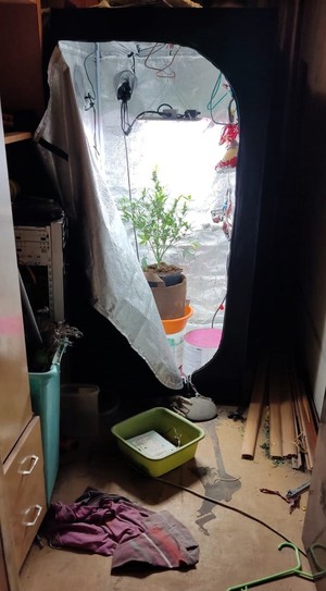 zabezpieczone narkotyki