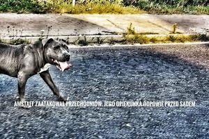 pies w typie amstaffa