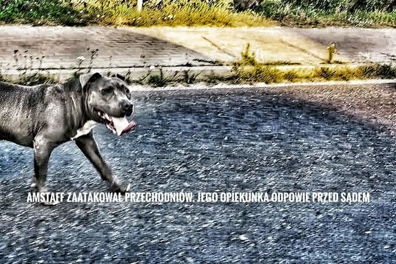 pies w typie amstaffa