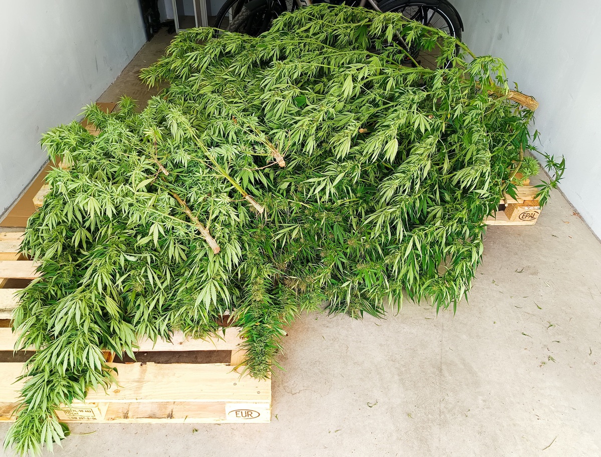 33-latek zatrzymany za posiadanie znacznych ilości narkotyków i nielegalną uprawę konopi