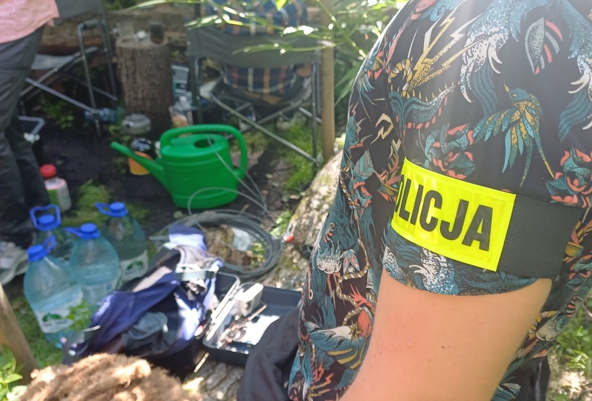 160 krzewów konopii w lesie. Policjanci zatrzymali dwóch mężczyzn podejrzanych o nielegalną uprawę